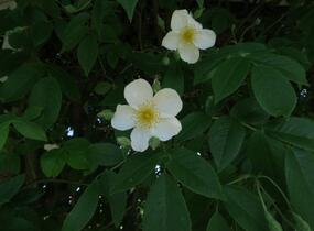 Růže pnoucí 'Kiftsgate' - Rosa PN filipes 'Kiftsgate'