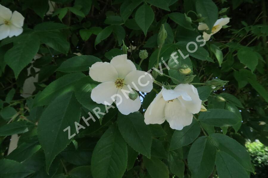 Růže pnoucí 'Kiftsgate' - Rosa PN filipes 'Kiftsgate'