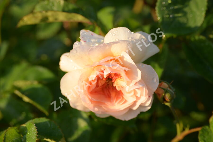 Anglická růže Davida Austina 'Port Sunlight' - Rosa S 'Port Sunlight'