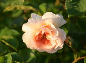 Růže anglická David Austin 'Port Sunlight' - Rosa S 'Port Sunlight'