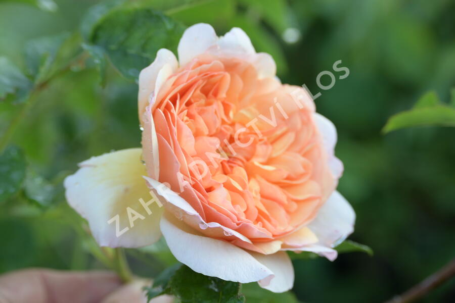 Anglická růže Davida Austina 'Port Sunlight' - Rosa S 'Port Sunlight'