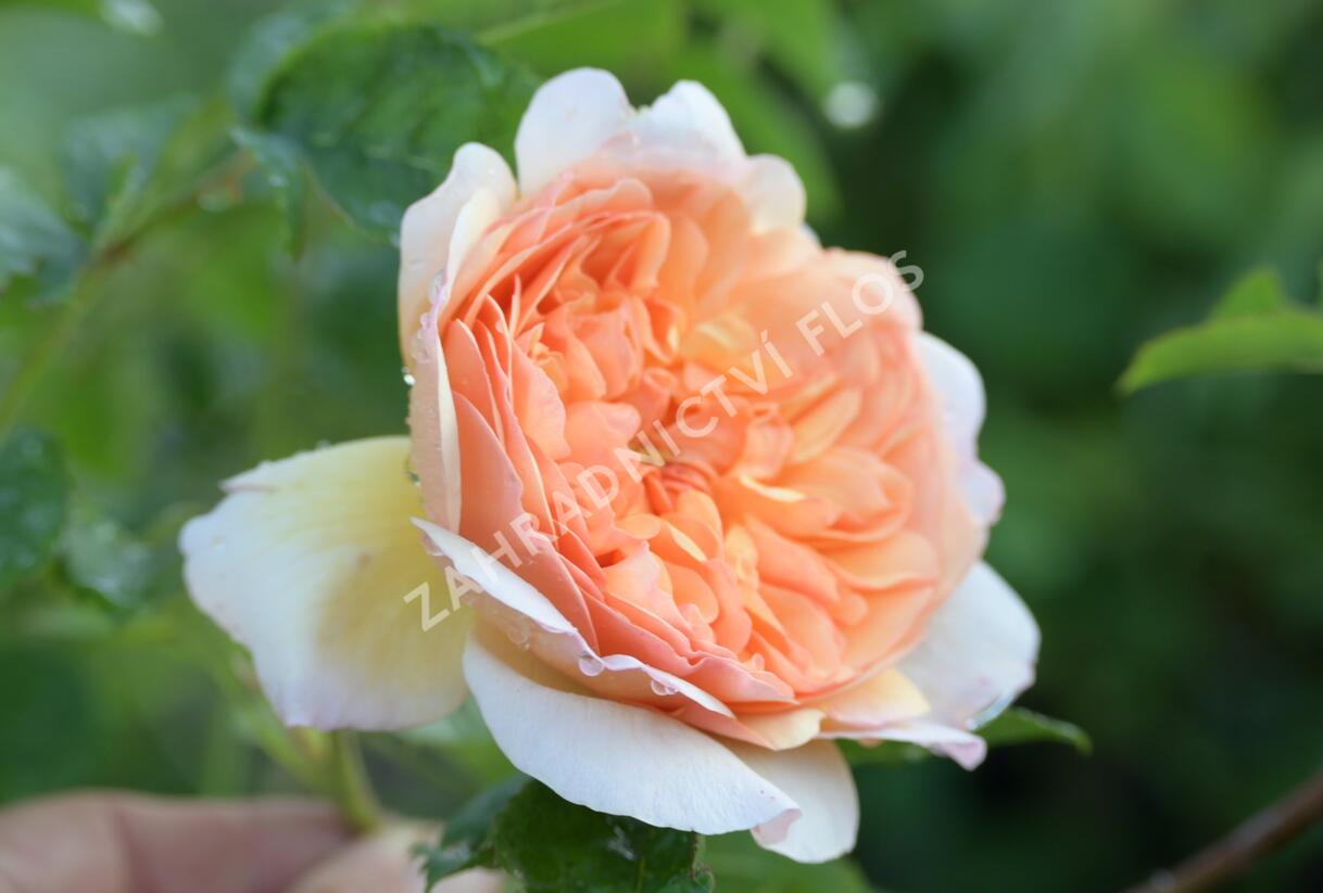Růže anglická David Austin 'Port Sunlight' - Rosa S 'Port Sunlight'