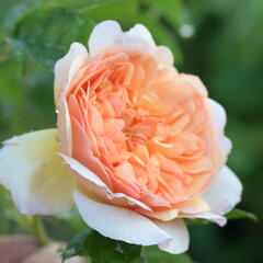 Anglická růže Davida Austina 'Port Sunlight' - Rosa S 'Port Sunlight'