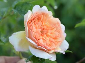 Růže anglická David Austin 'Port Sunlight' - Rosa S 'Port Sunlight'