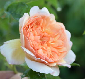 Anglická růže Davida Austina 'Port Sunlight' - Rosa S 'Port Sunlight'