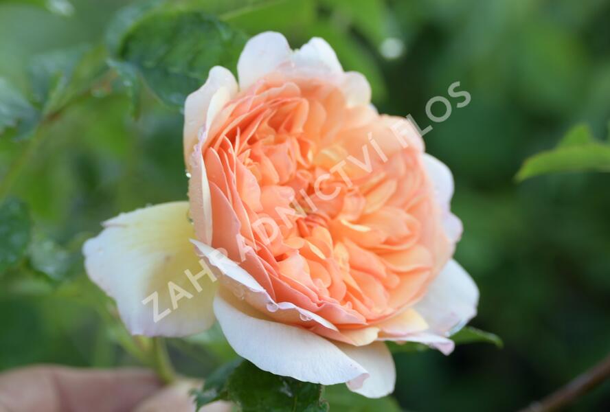 Růže anglická David Austin 'Port Sunlight' - Rosa S 'Port Sunlight'