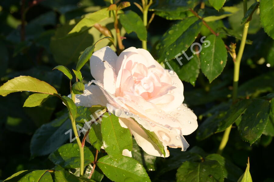 Růže velkokvětá 'Helga' - Rosa VK 'Helga'