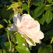 Růže velkokvětá 'Helga' - Rosa VK 'Helga'