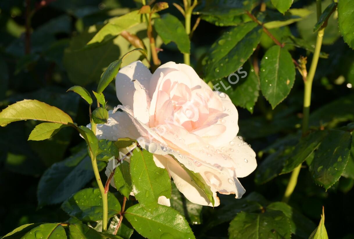 Růže velkokvětá 'Helga' - Rosa VK 'Helga'
