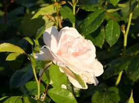 Růže velkokvětá 'Helga' - Rosa VK 'Helga'