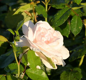 Růže velkokvětá 'Helga' - Rosa VK 'Helga'