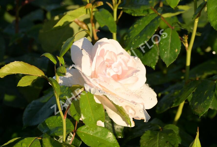 Růže velkokvětá 'Helga' - Rosa VK 'Helga'