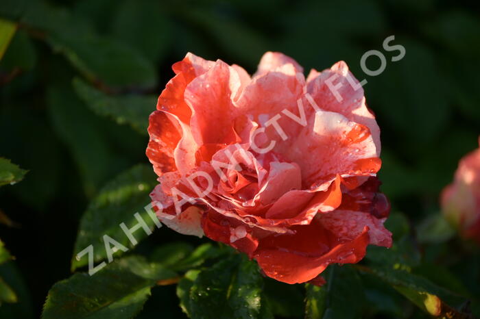 Růže mnohokvětá 'Hanky Panky' ('City of Carlsbad') - Rosa MK 'Hanky Panky' ('City of Carlsbad')