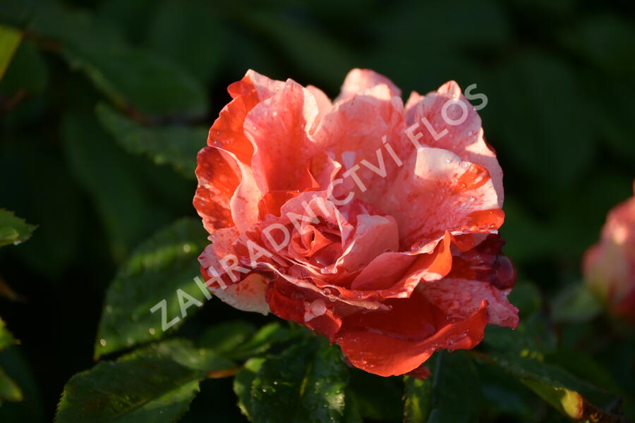 Růže mnohokvětá 'Hanky Panky' ('City of Carlsbad') - Rosa MK 'Hanky Panky' ('City of Carlsbad')