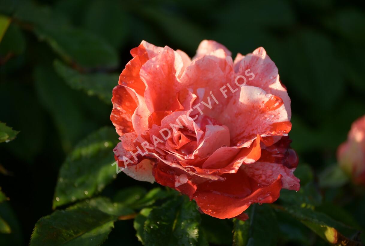Růže mnohokvětá 'Hanky Panky' ('City of Carlsbad') - Rosa MK 'Hanky Panky' ('City of Carlsbad')