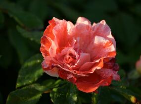 Růže mnohokvětá 'Hanky Panky' ('City of Carlsbad') - Rosa MK 'Hanky Panky' ('City of Carlsbad')