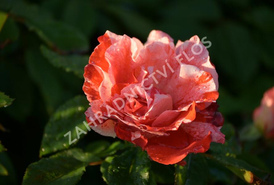 Růže mnohokvětá 'Hanky Panky' ('City of Carlsbad') - Rosa MK 'Hanky Panky' ('City of Carlsbad')