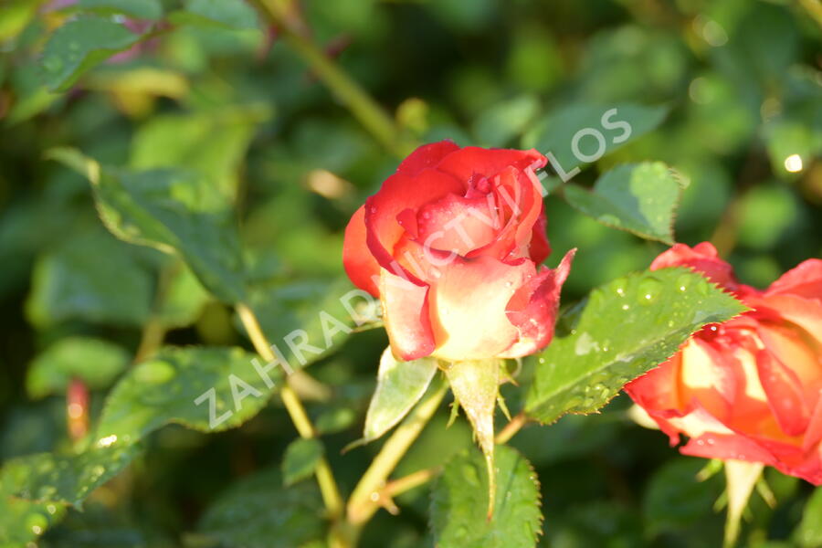 Růže mnohokvětá 'Betty Boop' - Rosa MK 'Betty Boop'