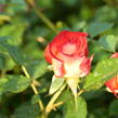 Růže mnohokvětá 'Betty Boop' - Rosa MK 'Betty Boop'