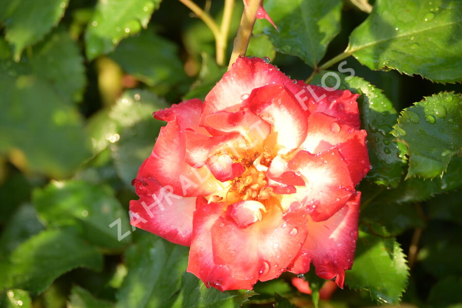 Růže mnohokvětá 'Betty Boop' - Rosa MK 'Betty Boop'