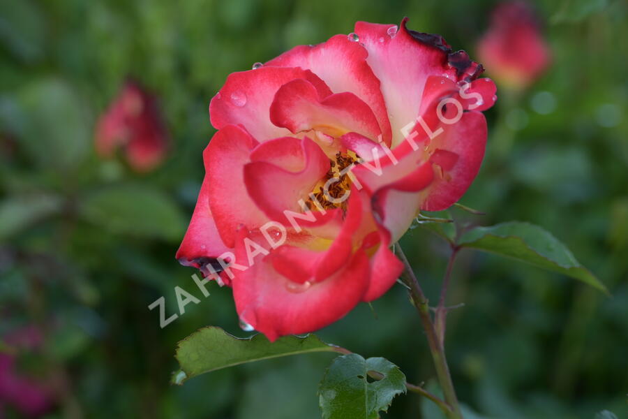 Růže mnohokvětá 'Betty Boop' - Rosa MK 'Betty Boop'