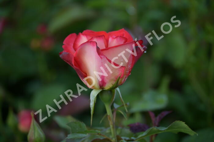 Růže mnohokvětá 'Betty Boop' - Rosa MK 'Betty Boop'