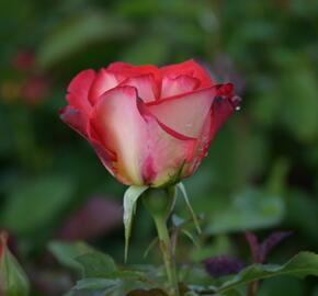 Růže mnohokvětá 'Betty Boop' - Rosa MK 'Betty Boop'