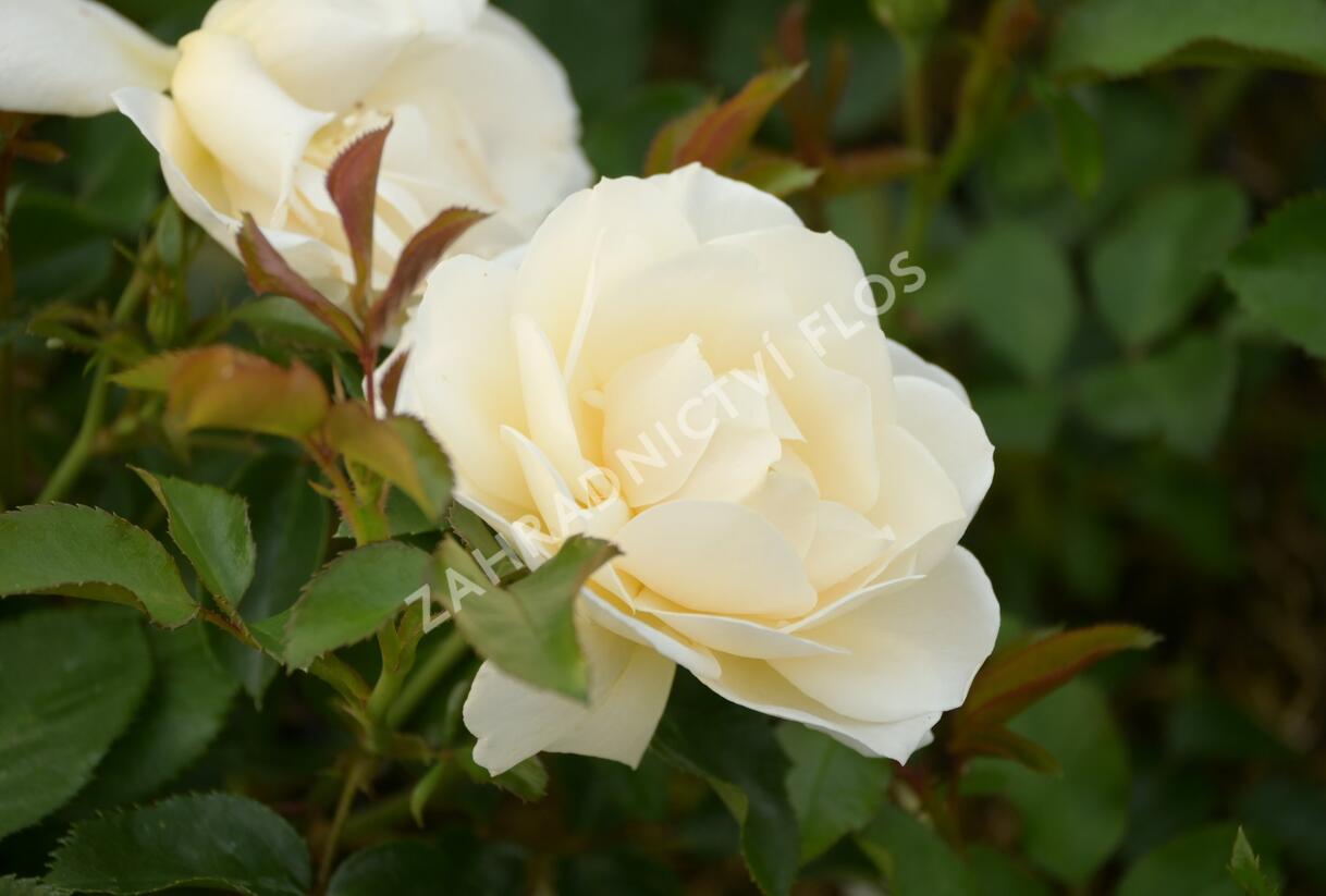 Růže mnohokvětá 'Tsarina' - Rosa MK 'Tsarina'