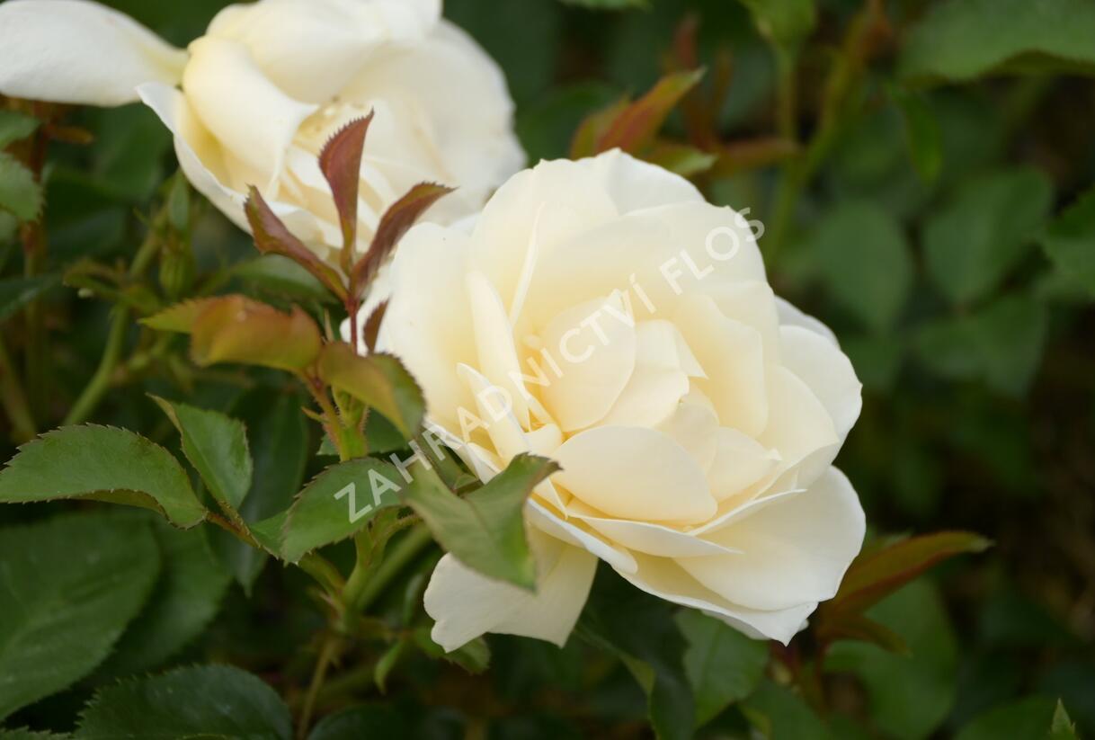 Růže mnohokvětá 'Tsarina' - Rosa MK 'Tsarina'