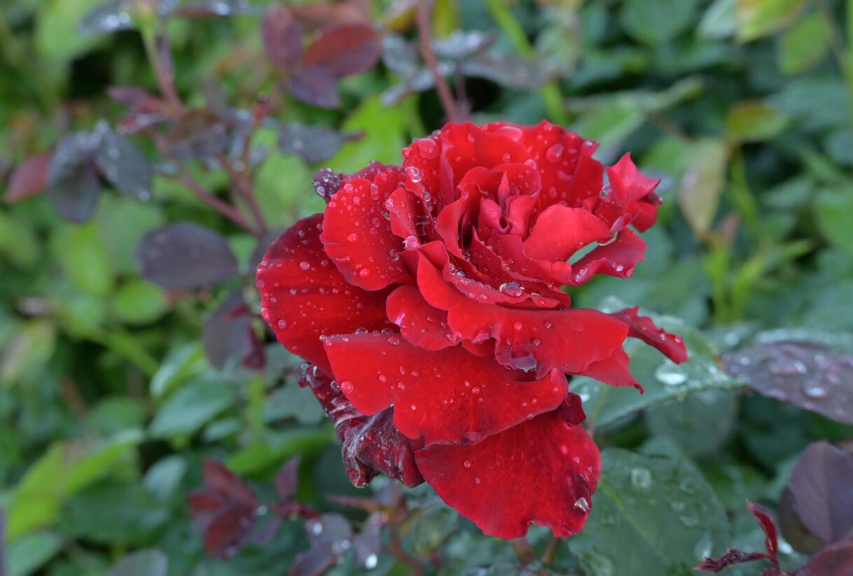 Růže velkokvětá Meilland 'Graaf Lennart' ('Marcel Pagnol') - Rosa VK 'Graaf Lennart' ('Marcel Pagnol')