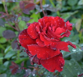 Růže velkokvětá Meilland 'Graaf Lennart' ('Marcel Pagnol') - Rosa VK 'Graaf Lennart' ('Marcel Pagnol')