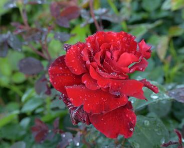 Růže velkokvětá Meilland 'Graaf Lennart' ('Marcel Pagnol')