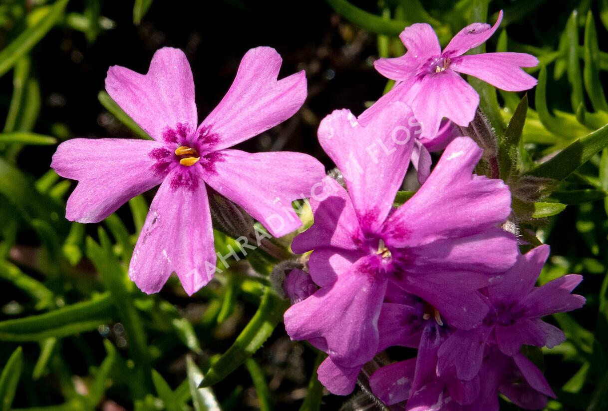 Plamenka šídlovitá 'Samson' - Phlox subulata 'Samson'
