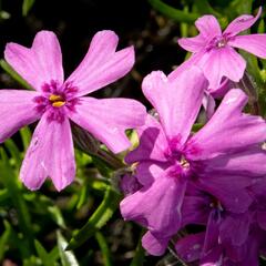 Plamenka šídlovitá 'Samson' - Phlox subulata 'Samson'