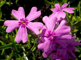 Plamenka šídlovitá 'Samson' - Phlox subulata 'Samson'