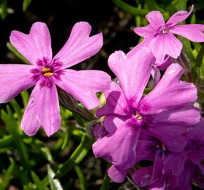 Plamenka šídlovitá 'Samson' - Phlox subulata 'Samson'