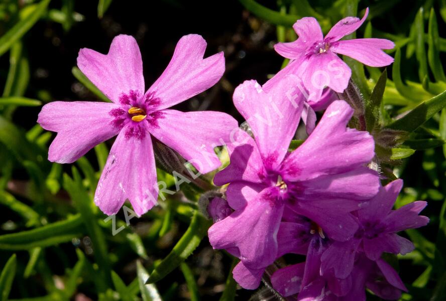 Plamenka šídlovitá 'Samson' - Phlox subulata 'Samson'