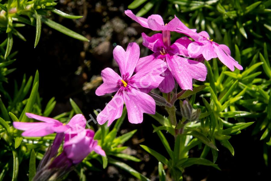 Plamenka šídlovitá 'Samson' - Phlox subulata 'Samson'