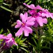 Plamenka šídlovitá 'Samson' - Phlox subulata 'Samson'