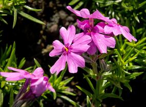 Plamenka šídlovitá 'Samson' - Phlox subulata 'Samson'