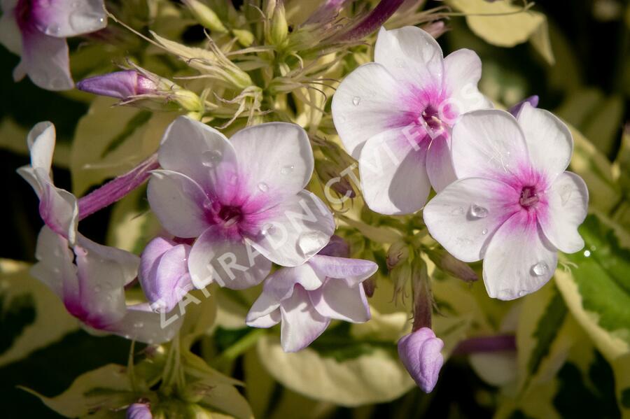 Plamenka latnatá 'Nora Leigh' - Phlox paniculata 'Nora Leigh'