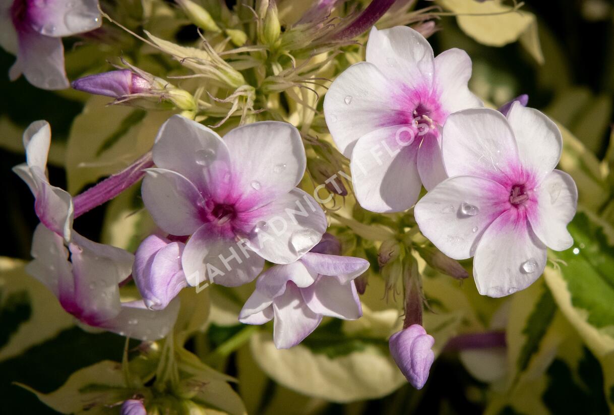 Plamenka latnatá 'Nora Leigh' - Phlox paniculata 'Nora Leigh'