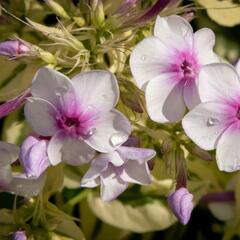 Plamenka latnatá 'Nora Leigh' - Phlox paniculata 'Nora Leigh'