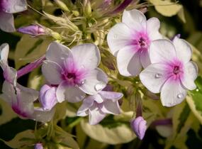 Plamenka latnatá 'Nora Leigh' - Phlox paniculata 'Nora Leigh'