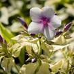 Plamenka latnatá 'Nora Leigh' - Phlox paniculata 'Nora Leigh'