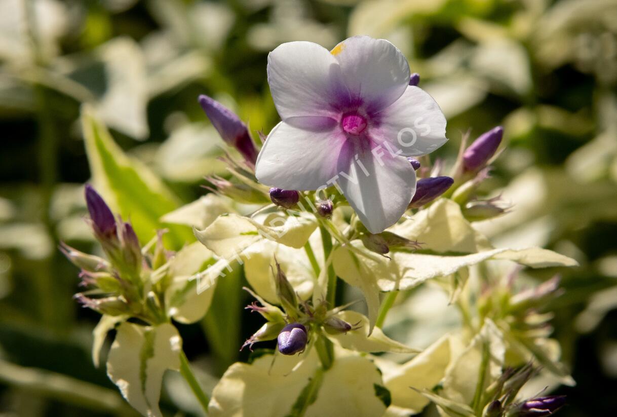 Plamenka latnatá 'Nora Leigh' - Phlox paniculata 'Nora Leigh'