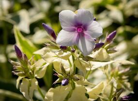 Plamenka latnatá 'Nora Leigh' - Phlox paniculata 'Nora Leigh'