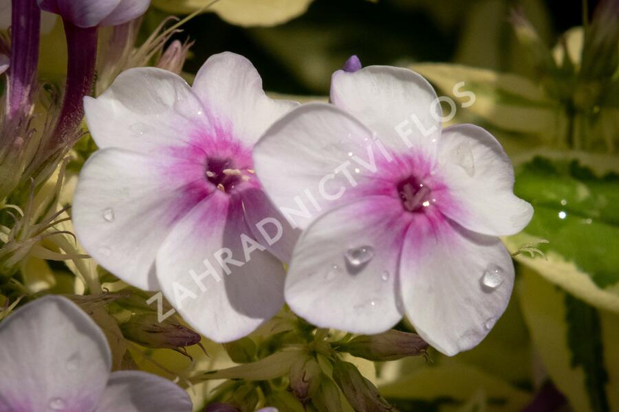 Plamenka latnatá 'Nora Leigh' - Phlox paniculata 'Nora Leigh'