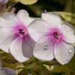 Plamenka latnatá 'Nora Leigh' - Phlox paniculata 'Nora Leigh'