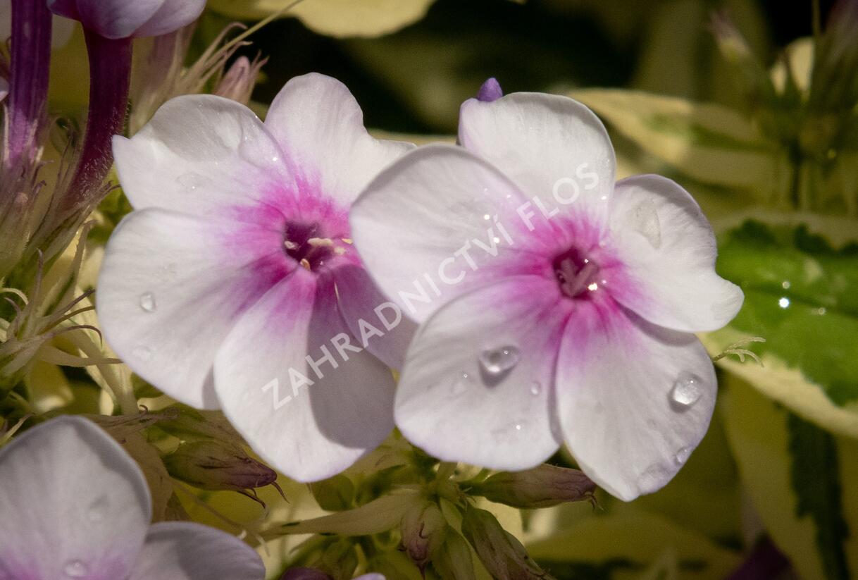 Plamenka latnatá 'Nora Leigh' - Phlox paniculata 'Nora Leigh'